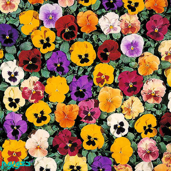 گل های بهاری: بنفشه