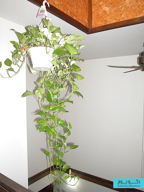 گیاهان آپارتمانی، هوای خانه را تصفیه می کنند