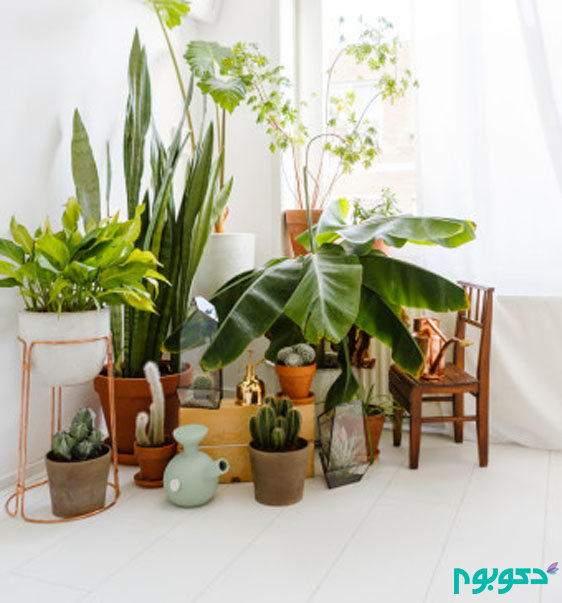 small-spaces-plants-tropical