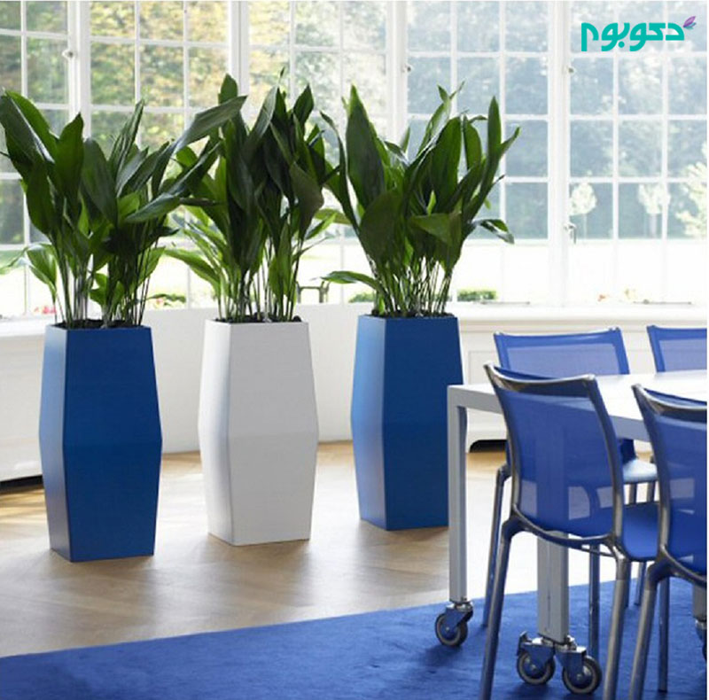 Cast-Iron-Plant-or-Aspidistra-can-thrives-in-low-light-and-low-humidity-also-wide-range-of-temperatures-but-needs-quality-potting-soil.jpg