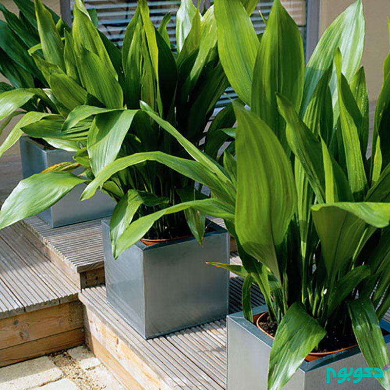 g-tips-and-ideas-indoor-plants-aug14-p132-G-cast-iron-plant.jpg