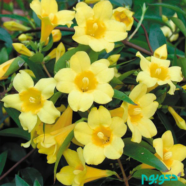 yellow-confederate-jasmine-gelsemium.png