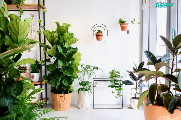 طراحی داخلی فروشگاه گل و گیاه و گیاهان دارویی