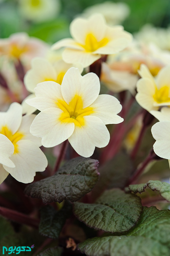 گیاهان بهاری: گل یکساله پامچال زینتی