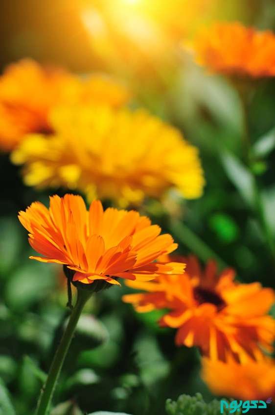 گیاهان بهاری: کالندولا، گل همیشه بهار