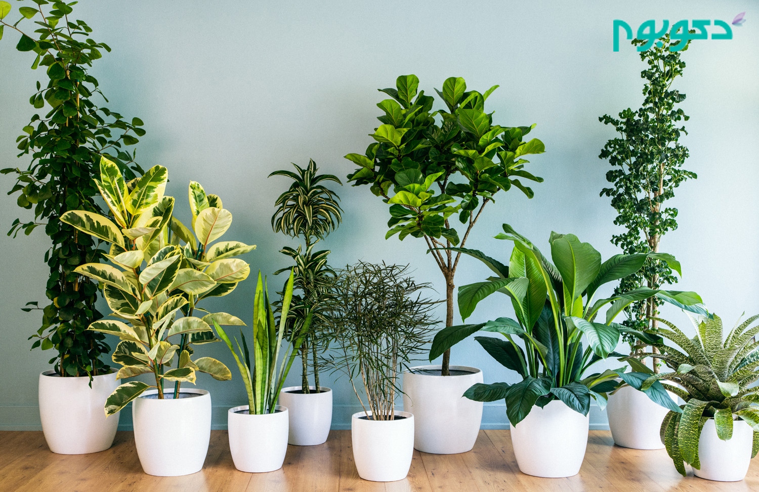 معجزه گیاهان آپارتمانی برای بهبود سلامتی