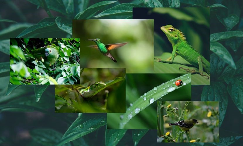 روانشناسی رنگ سبز در طراحی داخلی حیات‌وحش