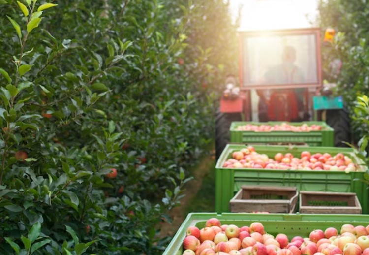 طراحی باغ میوه 1000 متری هزینه