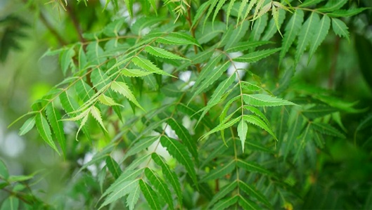 گیاهان و درختان مناسب با اقلیم و شرایط محیطی ویلا- تولسی